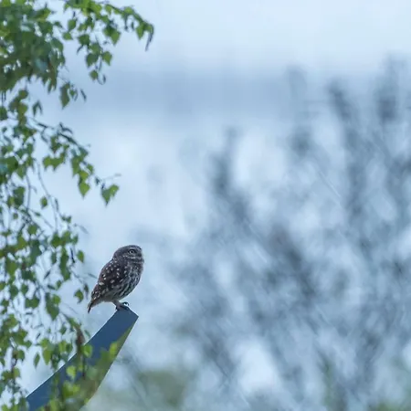 Dom wakacyjny Dans Parc De Sculptures - 